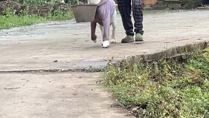 Xiaobao sangat dewasa dan pandai, ia juga membantu nenek mengangkat air.