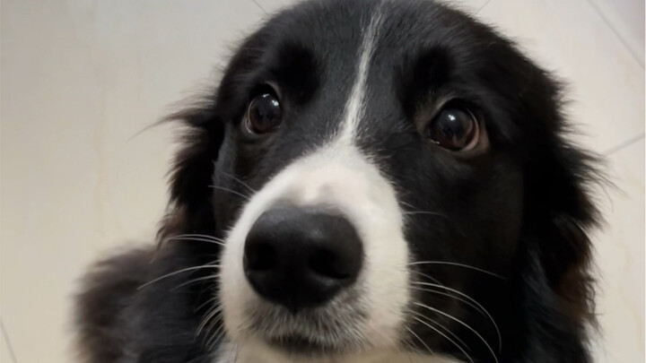 The process of this Border Collie's ears standing up.
