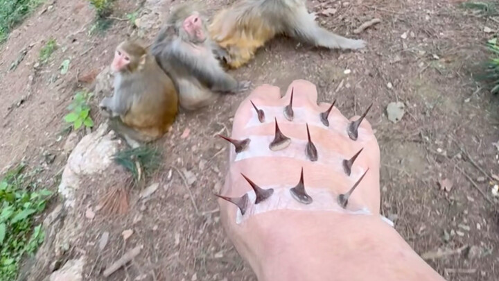Monkey Brother pulls out the thorn to save someone without asking for anything in return.