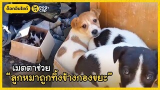 อดีตทันตแพทย์ช่วยลูกหมา 3 พี่น้องถูกทิ้งข้างกองขยะ | Dog's Clip