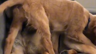 《工作犬邂逅抚慰犬》