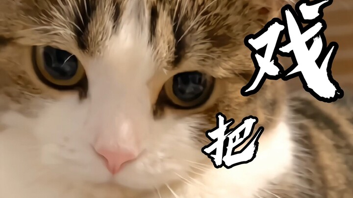 Tiếp tục một ngày “pua” mèo!