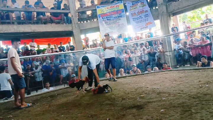 backyard lang Pero kaya din sumabay sa labanan #simpleng sabungero