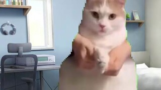 [Cat Meme] แฟนๆส่งเรื่องรูปผลไม้มาให้ดู...