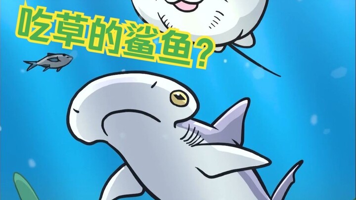 吃草的鲨鱼？窄头双髻鲨