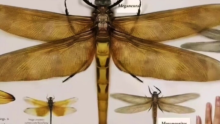 Seratus Juta Tahun Masehi: Capung