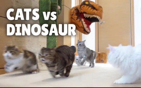 Ketika kucing bertemu dengan “dinosaurus Jurassic” yang hidup, versi nyata: Si Kucing Berlarian Meny