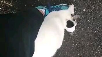 jalan2 with u eh ..ketemu mahluk bulu d jalan lupa gk bwa snack 🐈😪 jd d jjin aj...