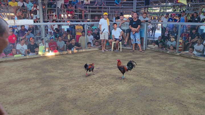 Perfection RH x Tornado Hatch, Mabini Batangas, 2 Hits Ulutan Champion. 2nd Fight! 👣👣