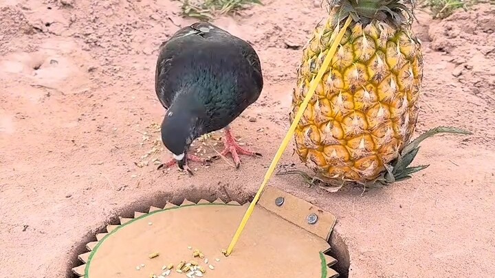 [World Curiosities Commentary] Updated! Come check it out now!