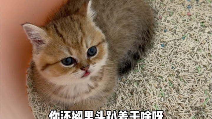 Apa aku udah bikin Xiao Berlou kesel?