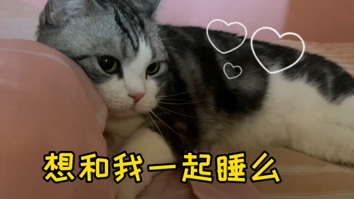 Apakah semua kucing begitu? Setelah berpisah semalam, pagi harinya mereka langsung… manja banget?