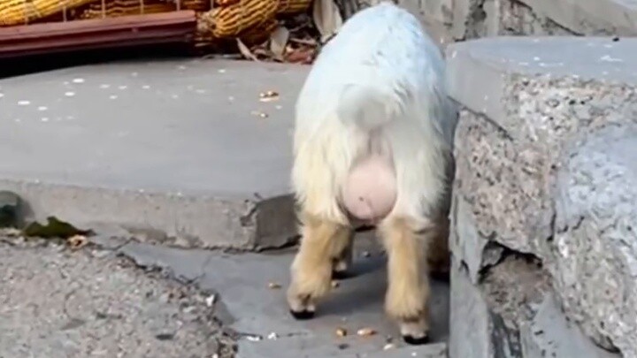 Southerners brought their sled dogs to the northern countryside to buy houses [the temperature final