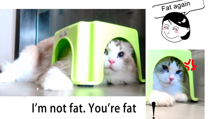 A ragdoll tries to hide under the bench but too fat...