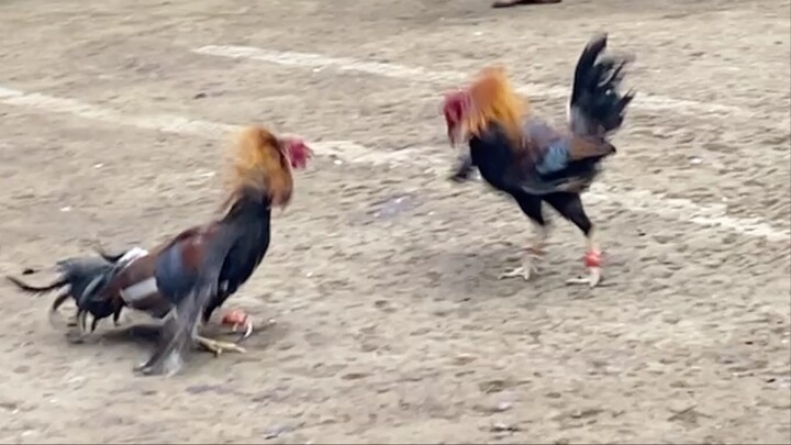 RED VS RED, 44K PARADA #SABONG LCA