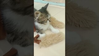 Kucing sulap #comedy #funny #shorts #kucinglucu #cat #kucing