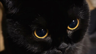 إذا نقرت على هذا الفيديو، فسوف تُفتن بعذوبته