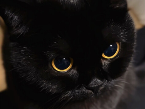 点进这个视频你将会被萌一下