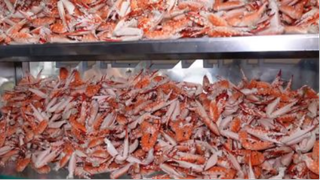 Choáng với Xe Càng Ghẹ _cực khủng_ từ 30K_lạng ở Sài Gòn