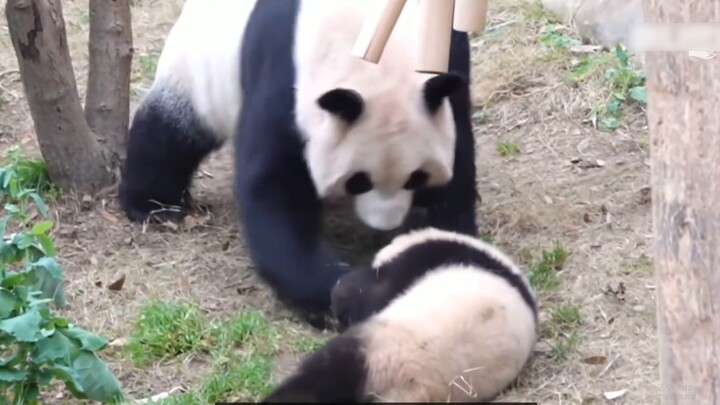 Một chú gấu trúc con ở Hàn Quốc đã bị mẹ tát và đánh đập, và người quản lý đã gửi hoa để an ủi mẹ.