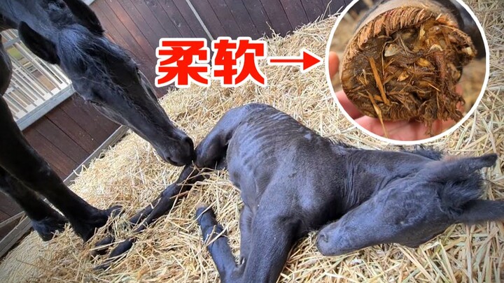 เกร็ดความรู้: กีบเท้าของลูกม้าที่เพิ่งเกิดใหม่นั้นอ่อนนุ่ม