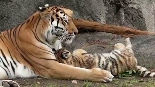 The little tiger acts cute with its sleeping mom.