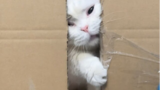 Hari ini, yuk, kita uji, mana di antara tiga kucing dan satu anjing saya yang punya kemampuan mengop