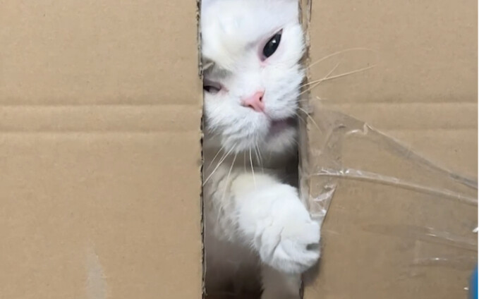 Hari ini, yuk, kita uji, mana di antara tiga kucing dan satu anjing saya yang punya kemampuan mengop