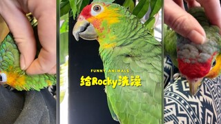 Why do parrots love taking baths so much?