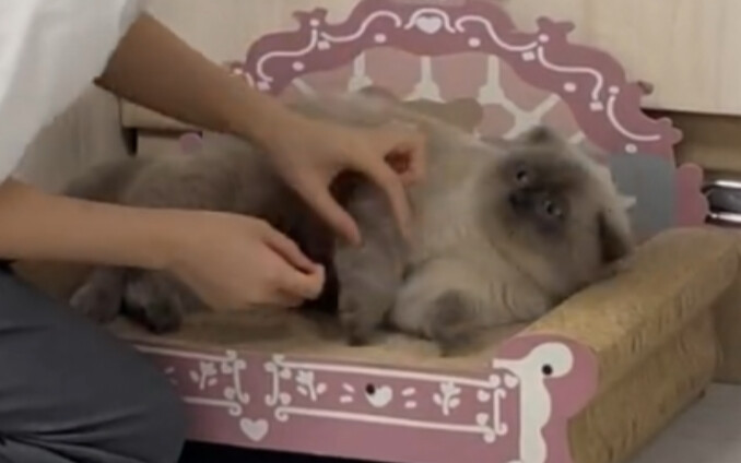 Cat owners are all like this, right?