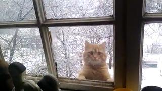 There Comes an Unexpected Cat Outside the Window