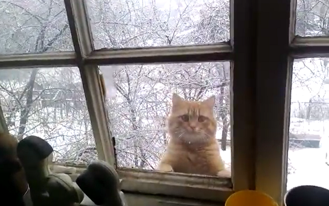 There Comes an Unexpected Cat Outside the Window