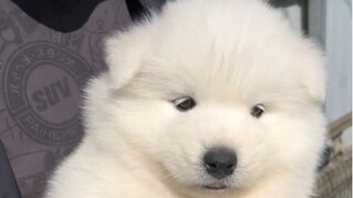 ช่วยแฟนคลับเลือกหมีรุ่นซาโสมี