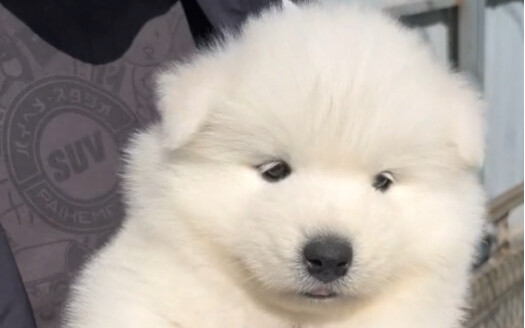 ช่วยแฟนคลับเลือกหมีรุ่นซาโสมี