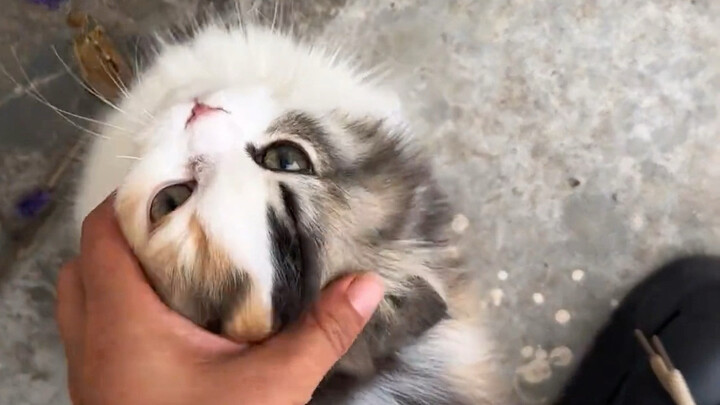 Long-haired calico beauty—grab it before it’s gone!