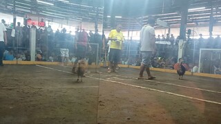 4th fight @morong arena-my 8months old alimbuyuguin. pagandahan din ng condition