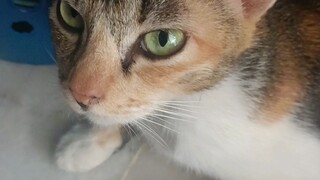 purring cats