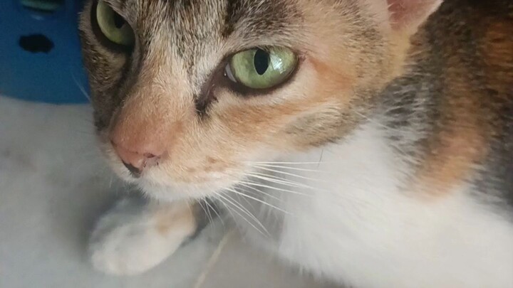 purring cats