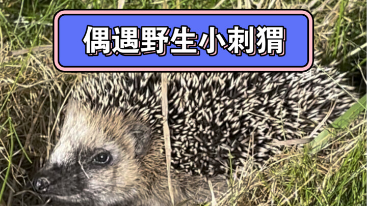 ครั้งแรกที่ได้เห็นเม่นแบบใกล้ชิด น่าสนใจจริงๆ