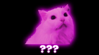 15 Thurston the Cat "Meowing" Sound Variations in 40 Seconds