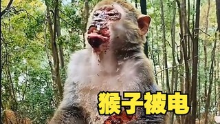 Koleksi monyet yang sedang disetubuhi!