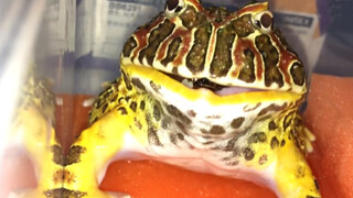 This Video Is To Commemorate My Frog Xiaohong