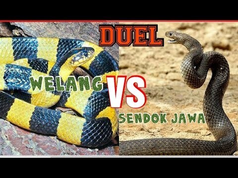 DUEL WELANG VS SENDOK JAWA(koros) MENGERIKAN DAN BENAR - BENAR TERJADI