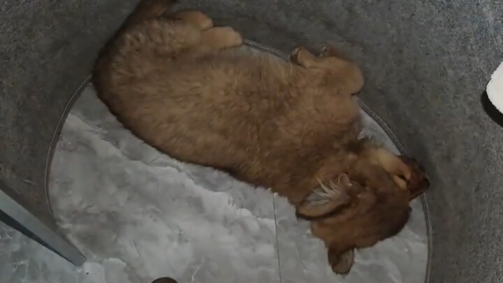 The little dog flips over and snatches it, then starts roasting it himself!