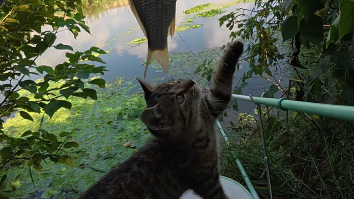 Memancing ikan mas dengan anak kucing liar yang kutemukan—kok semakin lama semakin besar saja?
