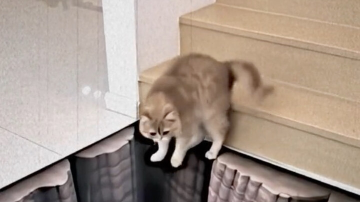 “เมื่อคุณไปขัดจังหวะแมวน้อยกำลังร่ายเวท”