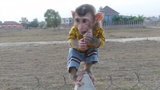 Cute My Little Boy Maki Refreshing With Getting eat fruit and playing  Outside