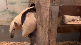 Cactus Park Southern Tamandua
