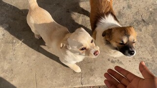 常威在家里总被欺负的很惨，大齐已经将他送