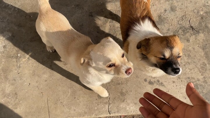 دائمًا ما يتعرض تشانغ وي للتنمر بشكل سيء في المنزل، وقد أرسله دا تشي بالفعل